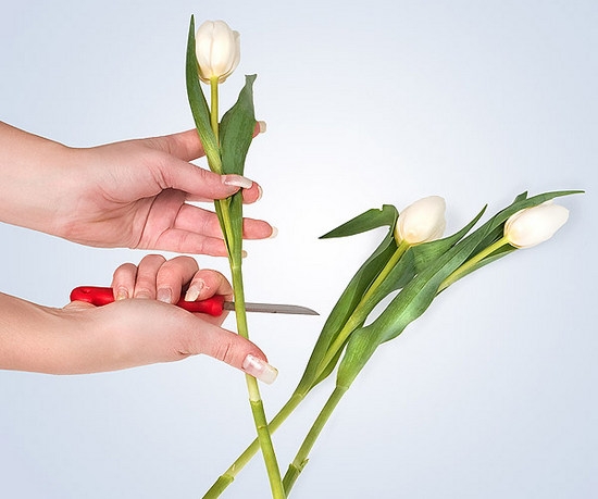 הכנסנו   יד שמאל   פרח מרכזי ברמה של 2/3 מהאורך הכולל, מחזיק אותו על הטבעת והאצבע האמצעית
